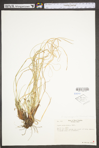 Carex nigromarginata image