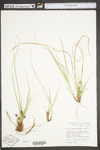 Carex nigromarginata image