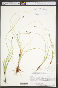 Carex nigromarginata image