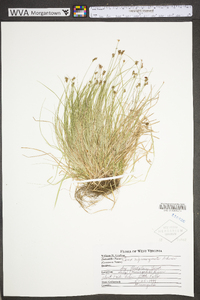 Carex nigromarginata image