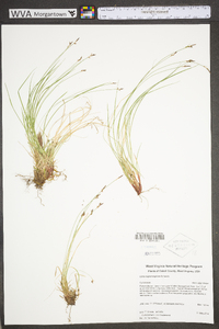 Carex nigromarginata image