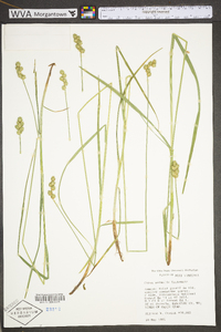 Carex normalis image