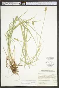 Carex normalis image