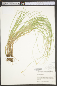 Carex normalis image