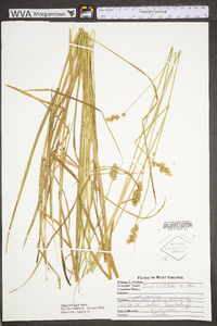 Carex normalis image