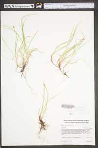 Carex novae-angliae image