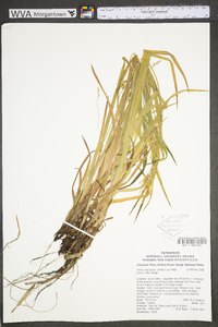 Carex oligocarpa image