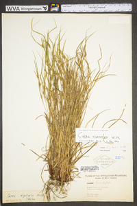 Carex oligocarpa image