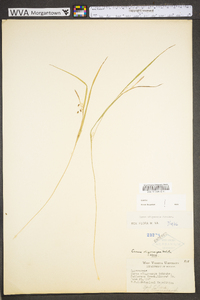 Carex oligocarpa image