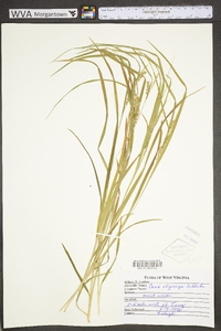 Carex oligocarpa image