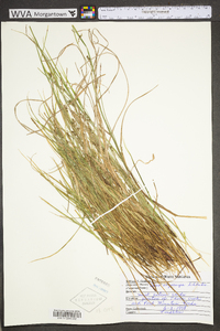 Carex oligocarpa image