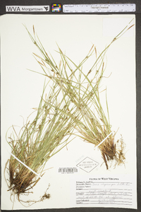 Carex oligocarpa image