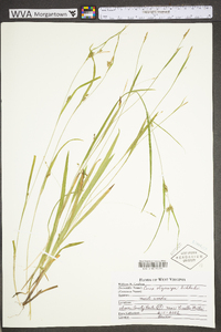 Carex oligocarpa image