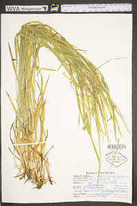 Carex oligocarpa image