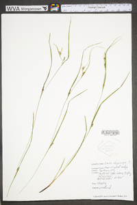 Carex oligocarpa image