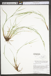 Carex oligocarpa image