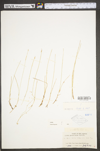 Carex pauciflora image