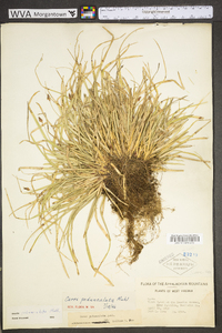 Carex pedunculata image