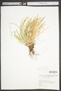 Carex pedunculata image