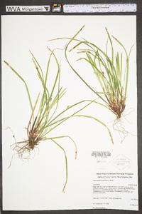 Carex pedunculata image