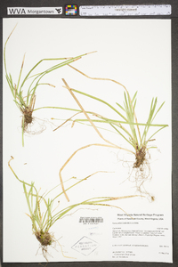 Carex pedunculata image