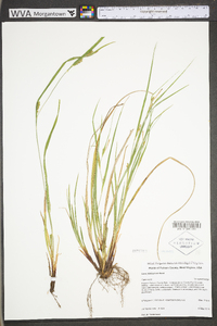 Carex planispicata image