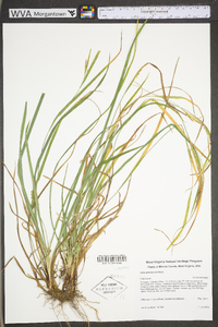 Carex planispicata image