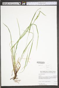 Carex planispicata image