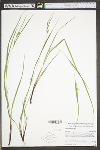 Carex planispicata image