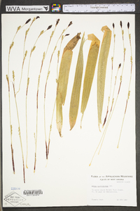 Carex plantaginea image