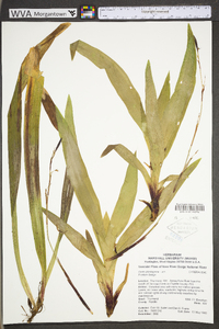 Carex plantaginea image