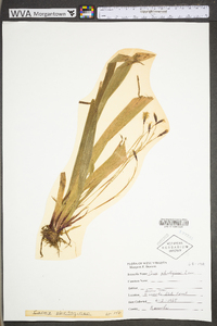 Carex plantaginea image