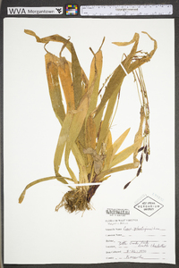 Carex plantaginea image