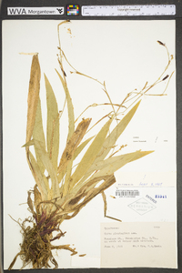 Carex plantaginea image