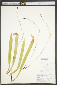 Carex plantaginea image