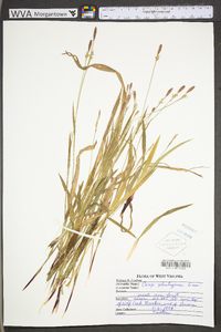 Carex plantaginea image