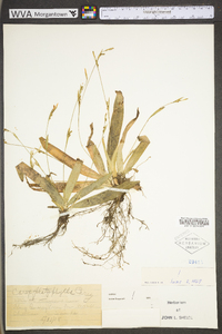 Carex platyphylla image