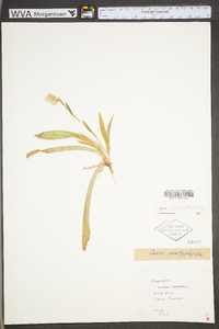 Carex platyphylla image