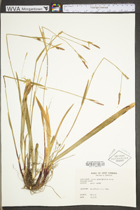 Carex platyphylla image