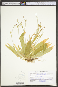 Carex platyphylla image