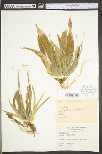 Carex platyphylla image