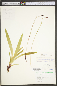 Carex plantaginea image