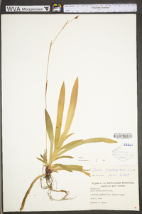 Carex plantaginea image