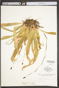 Carex plantaginea image