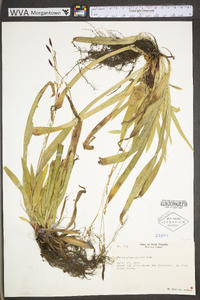 Carex plantaginea image