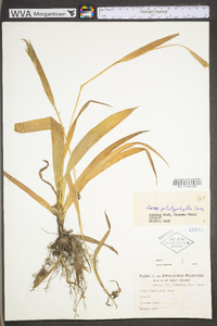 Carex platyphylla image