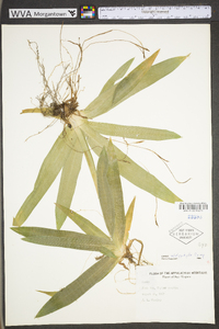 Carex platyphylla image