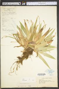 Carex platyphylla image