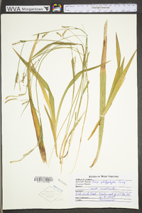 Carex platyphylla image