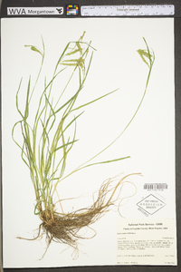 Carex prasina image